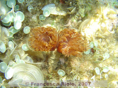Bispira  volutacornis