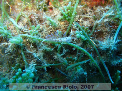 Cratena peregrina 2