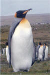 Falkland Penguin