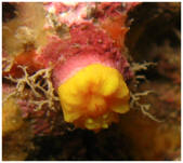 Leptopsammia pruvoti
