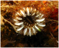 Paracyathus pulchellus