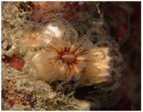 Phyllangia mouchezii