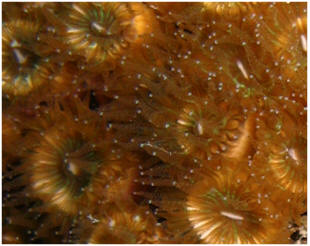 Cladocora caespitosa