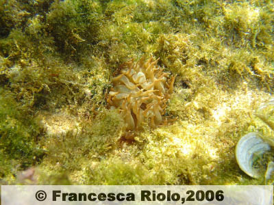 Anemone diafana - Aiptasia diaphana