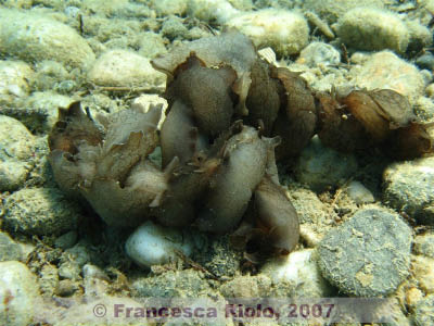 Aplysia spp reproduction chain