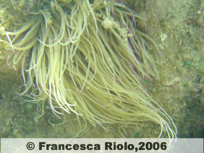 Attinia - Anemonia viridis