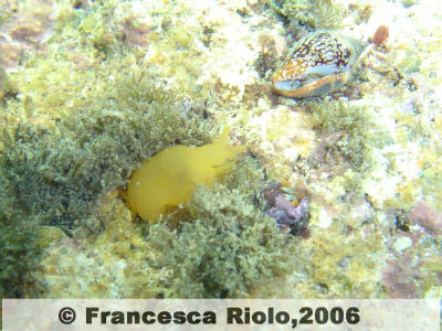 Bertellina - Berthellina spp