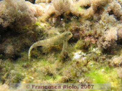 Blenny spp 1