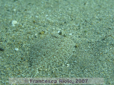 Bothus spp