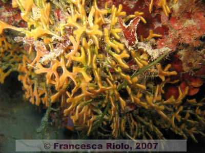 Bryozoan Pentapora fascialis