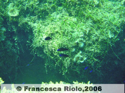 Castagnola (esemplari giovani) - Chromis chromis