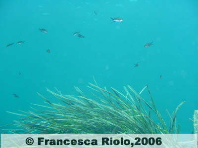 Castagnola - Chromis chromis