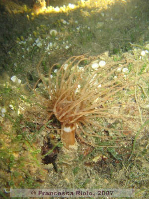 Cerianthus membranaceus