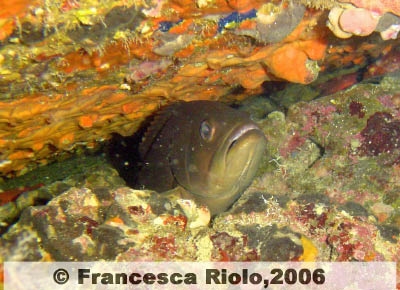 Cernia - Epinephelus marginatus