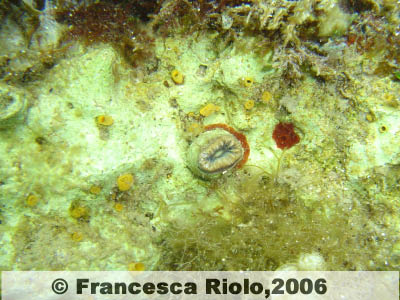 Corallo solitario - Balanophyllia  europaea