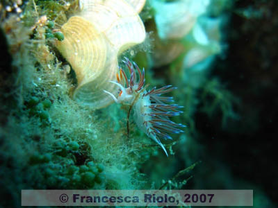 Cratena peregrina