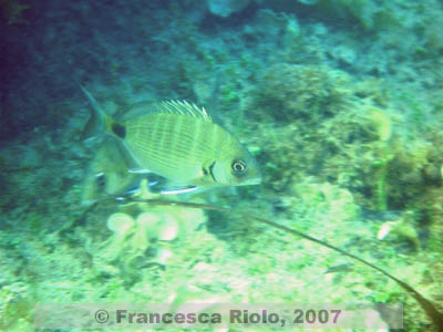 Diplodus  sargus