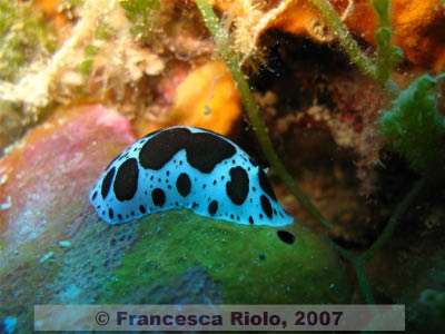 Discodoris  atromaculata 2