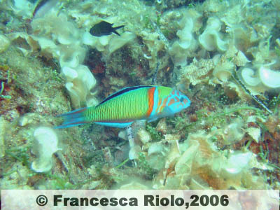 Donzella pavonina   - Thalassoma pavo