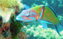 Donzella pavonina (maschio) - Thalassoma pavo