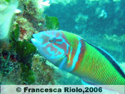 Donzella pavonina (maschio) - Thalassoma pavo2