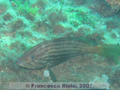 Epinephelus  costae