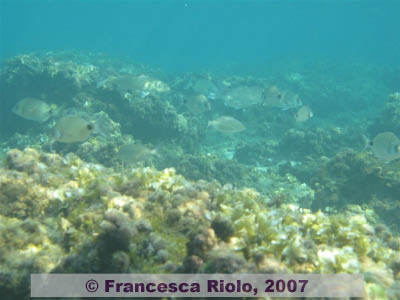 Fish sea scape 1