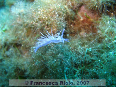 Flabellina affinis