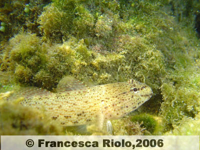 Ghiozzo fallace -Gobius fallax