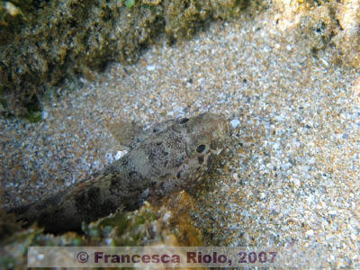 Gobius cobitis