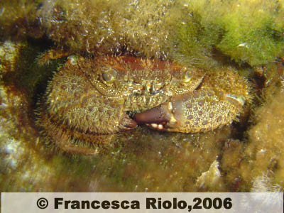 Granchio peloso - Pilumnus sp.
