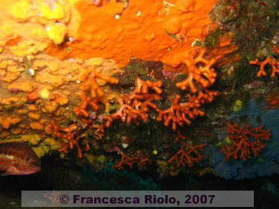 Habitat coralligeno Myriapora truncata