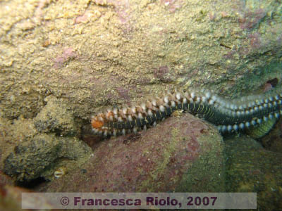 Hermodice  carunculata