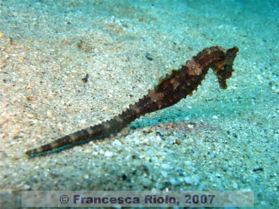 Hippocampus  spp 6