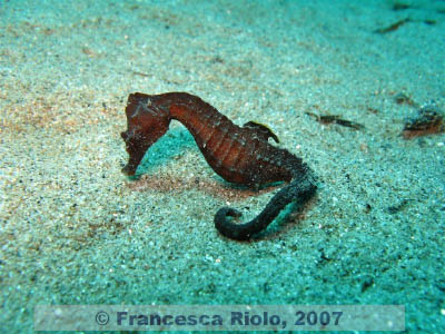 Hippocampus spp 2