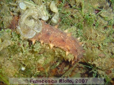 Holothuria  tubulosa