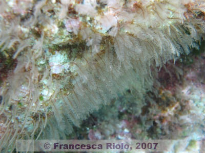 Hydroids 1