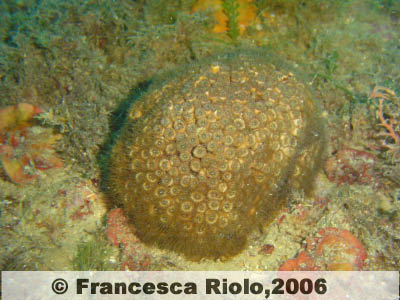 Madrepora pagnotta - Cladocora  caespitosa