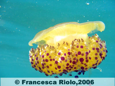 Medusa Cassiopea - Cothyloriza tubercolata1