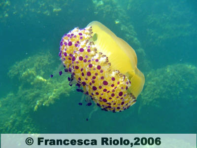 Medusa Cassiopea - Cothyloriza tubercolata3