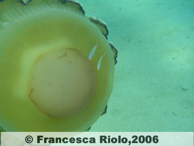 Medusa Cassiopea - Cothyloriza tubercolata4