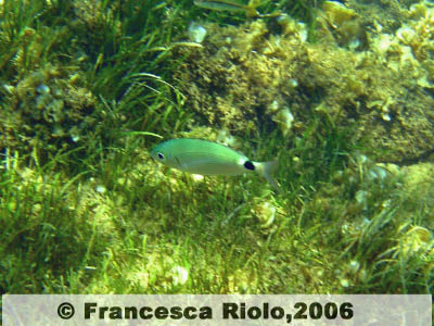 Occhiata - Oblada melanura