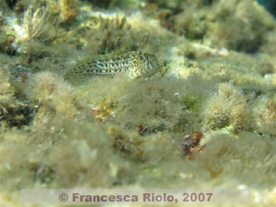 Parablennius  sanguinolentus 2