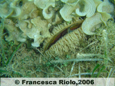Pinna comune (esemplare giovane) - Pinna nobilis