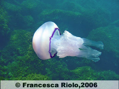 Polmone di mare  - Rhizostoma pulmo