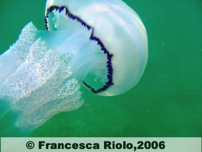 Polmone di mare  - Rhizostoma pulmo2