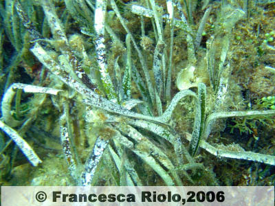 Posidonia - Posidonia oceanica1