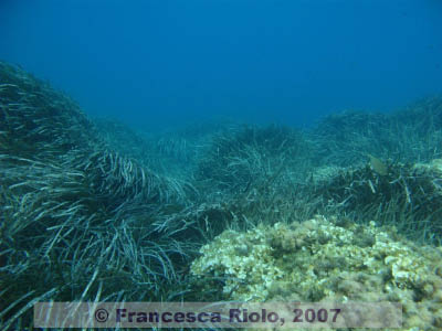 Posidonia oceanica seascape