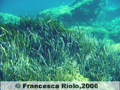 Prateria di posidonia - Posidonia oceanica