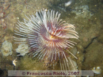 Sabella spallanzani